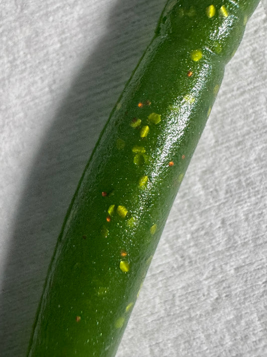 6" Trick Worm Soft Plastic 1Bag qty10 (Angry Green)